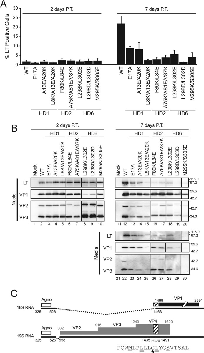 FIGURE 5.