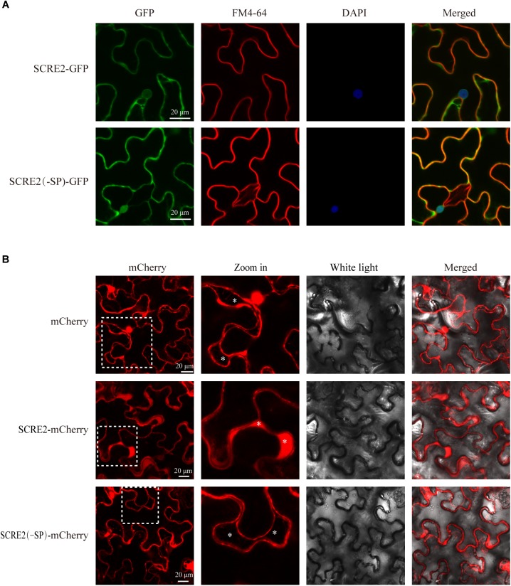 FIGURE 2