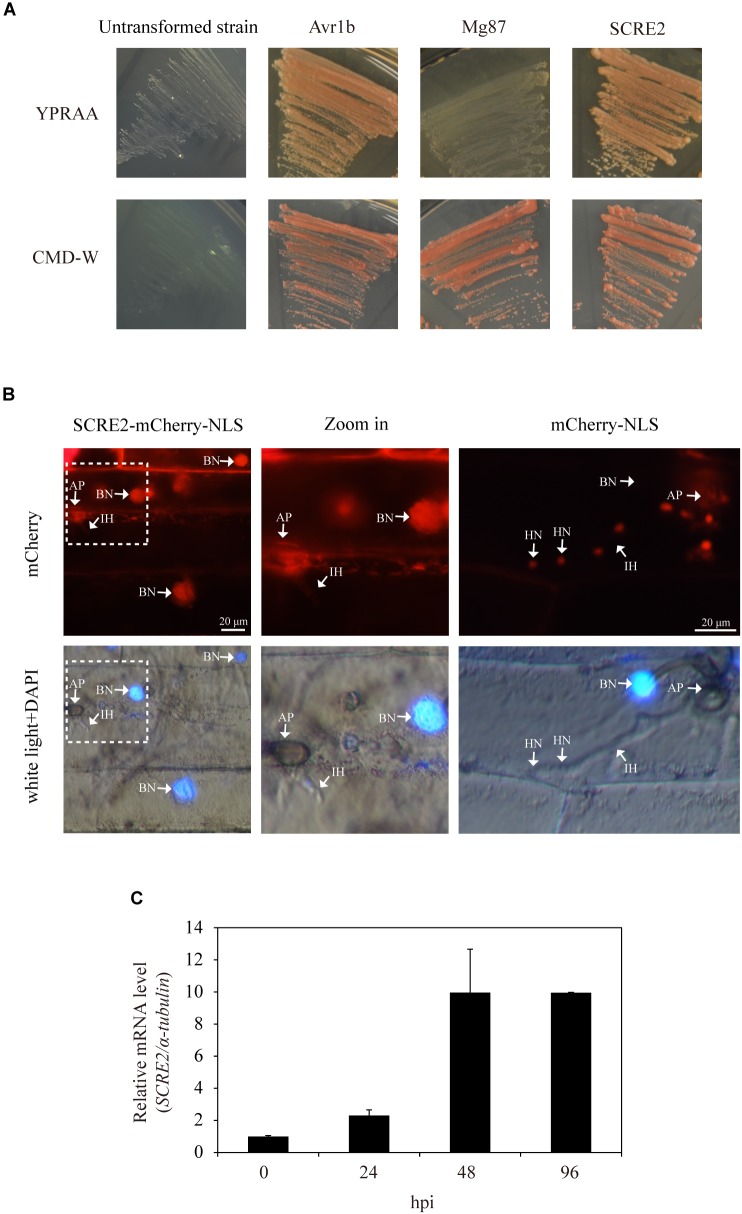 FIGURE 1