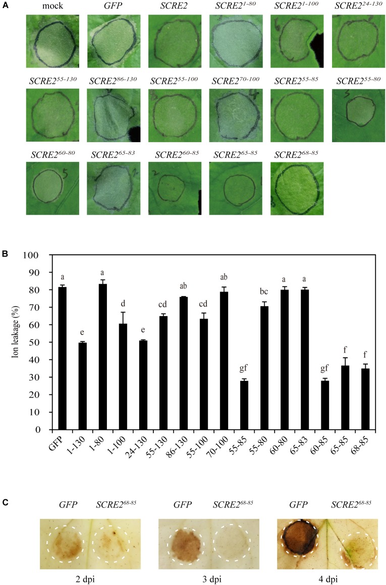 FIGURE 4