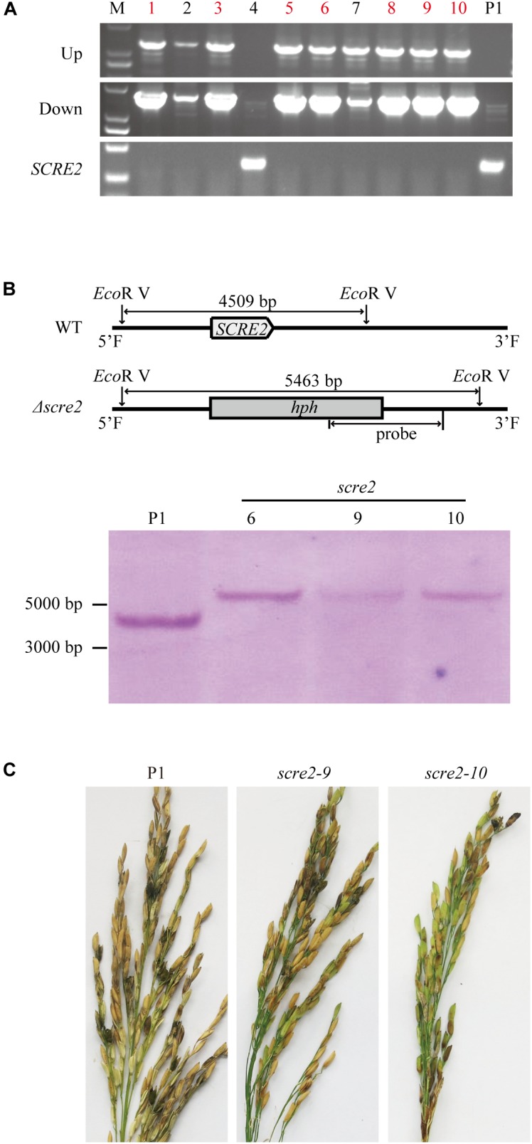 FIGURE 6