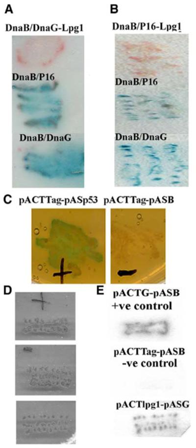 Figure 2