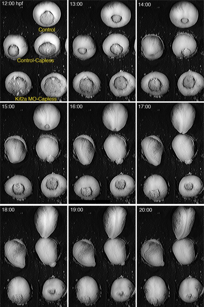 FIGURE 3: