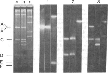 graphic file with name pnas00666-0129-a.jpg