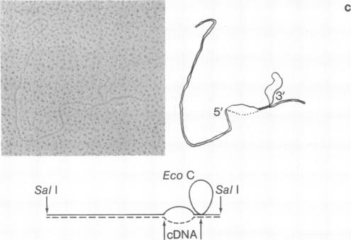 graphic file with name pnas00666-0131-d.jpg