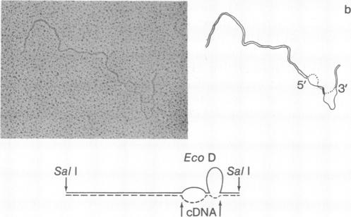 graphic file with name pnas00666-0131-c.jpg