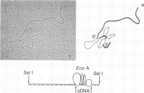 graphic file with name pnas00666-0131-a.jpg