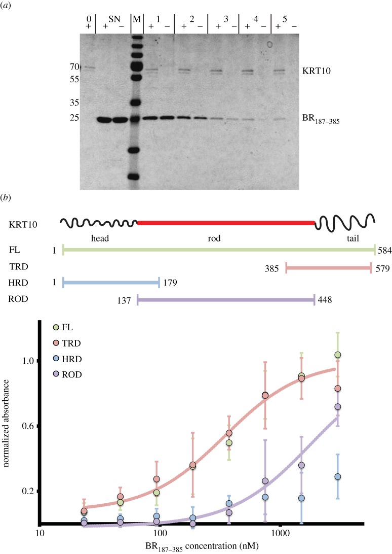 Figure 5.