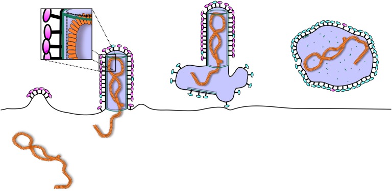 Fig. 7.