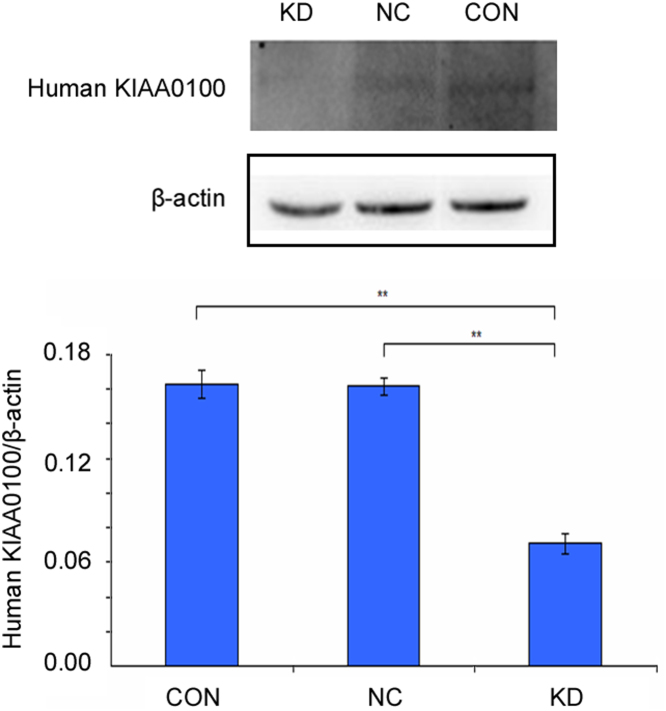 Fig. 10.