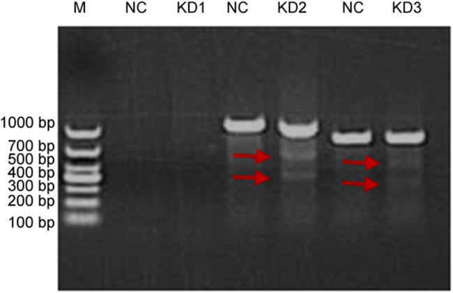 Fig. 8.