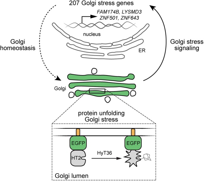 FIGURE 4: