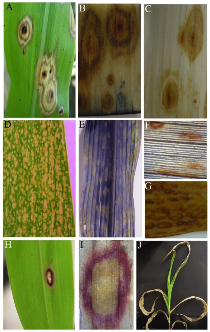 Fig 6