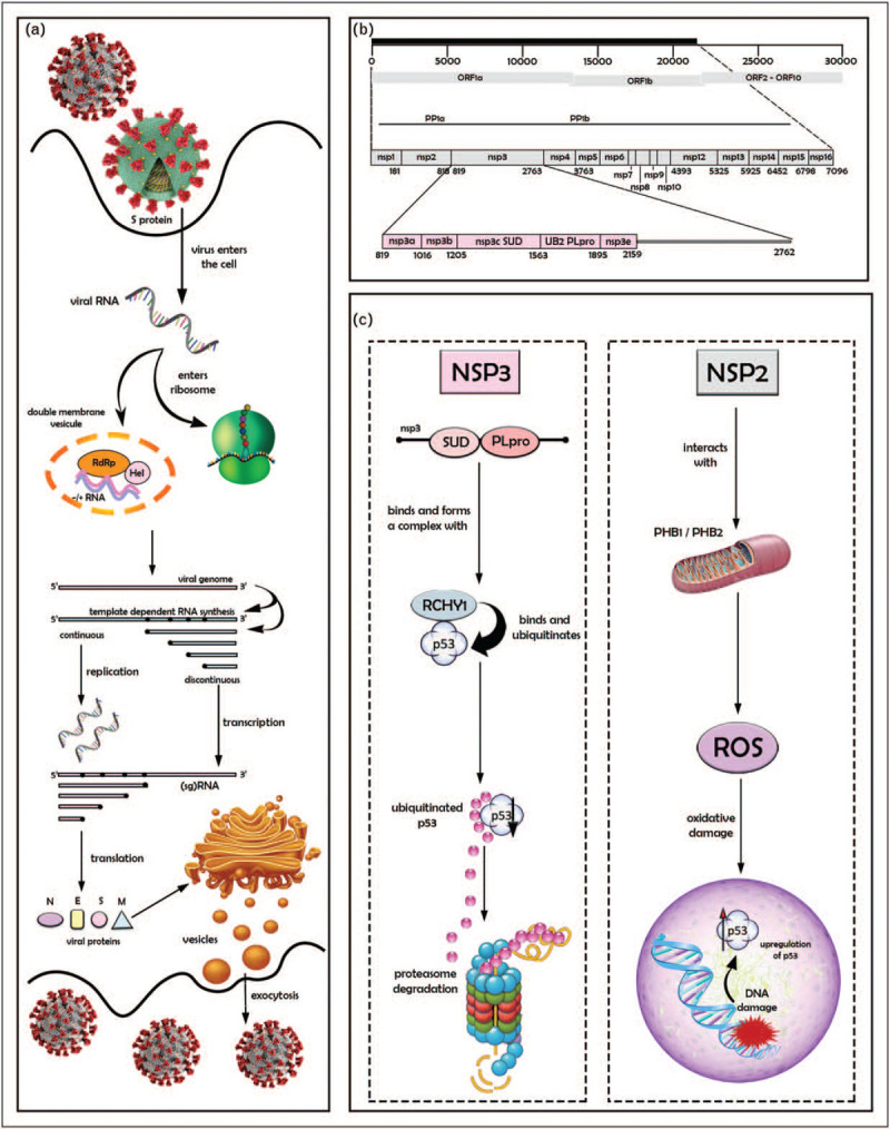 FIGURE 1