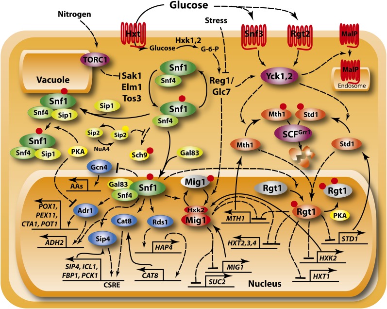 Figure 3 