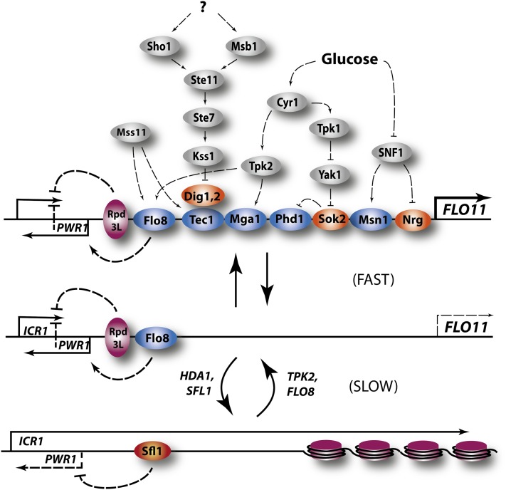 Figure 7 