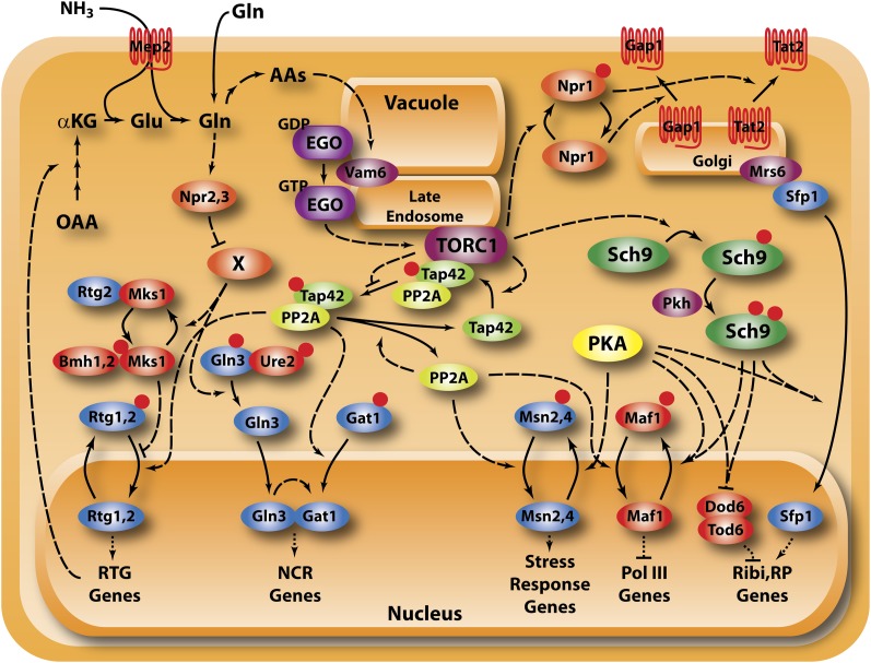 Figure 4 