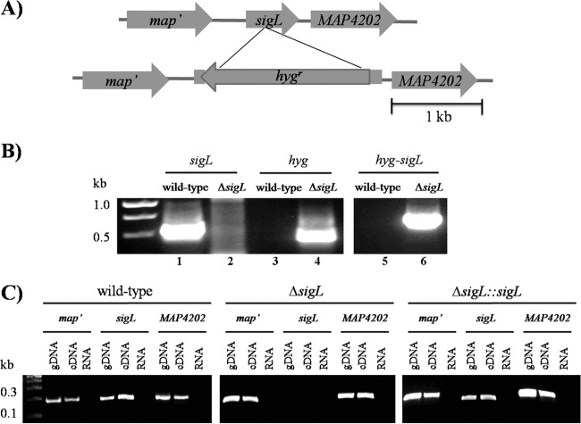 FIG 1