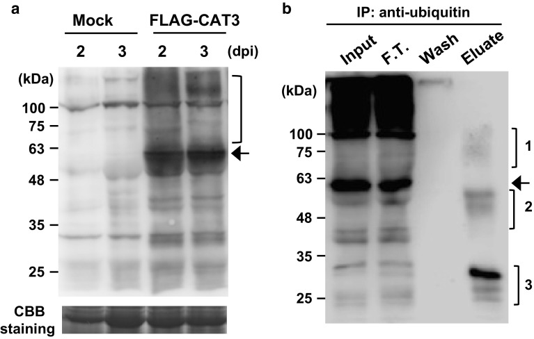 Fig. 5