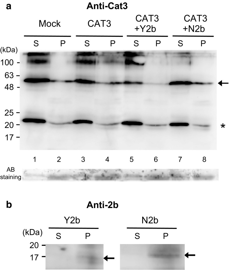 Fig. 7