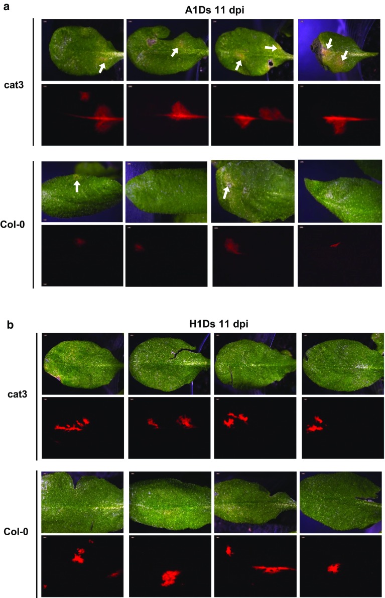 Fig. 2