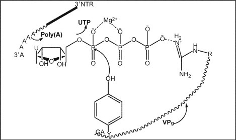 Figure 11.6