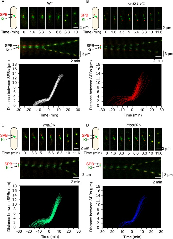 FIGURE 5: