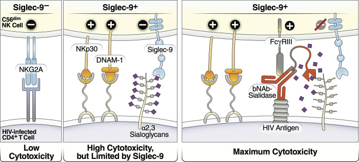 Fig 10