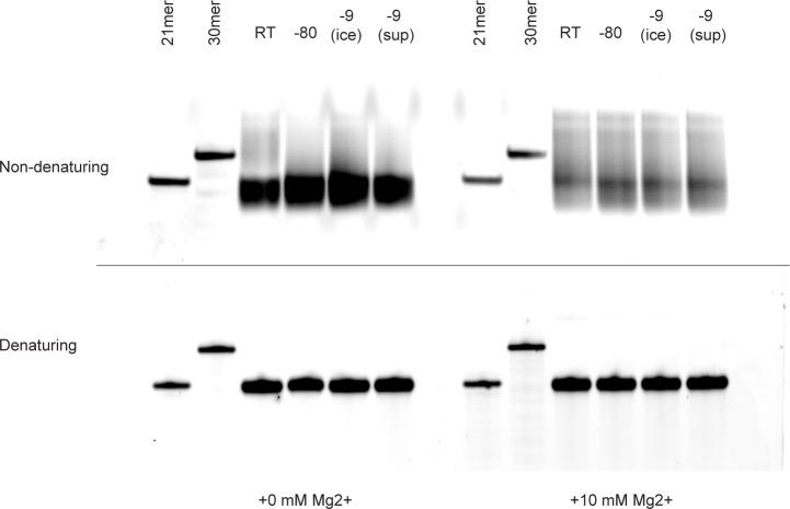 Figure 1—figure supplement 2.