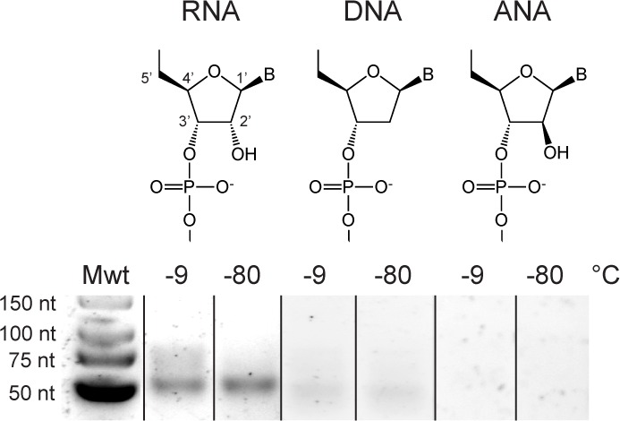 Figure 6—figure supplement 1.