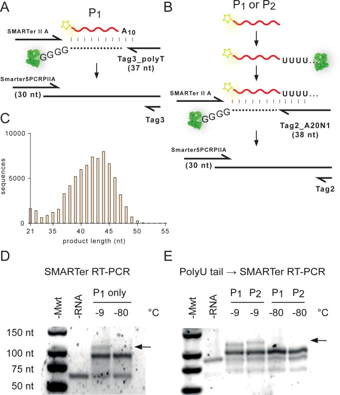 Figure 5—figure supplement 1.