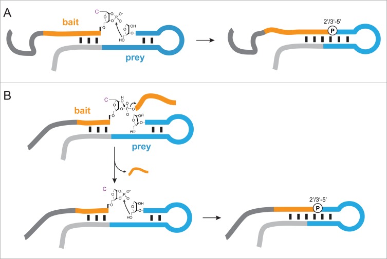 Figure 4—figure supplement 1.