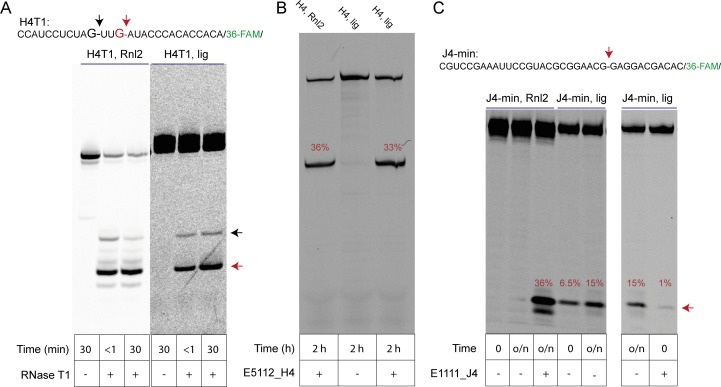 Figure 2—figure supplement 5.