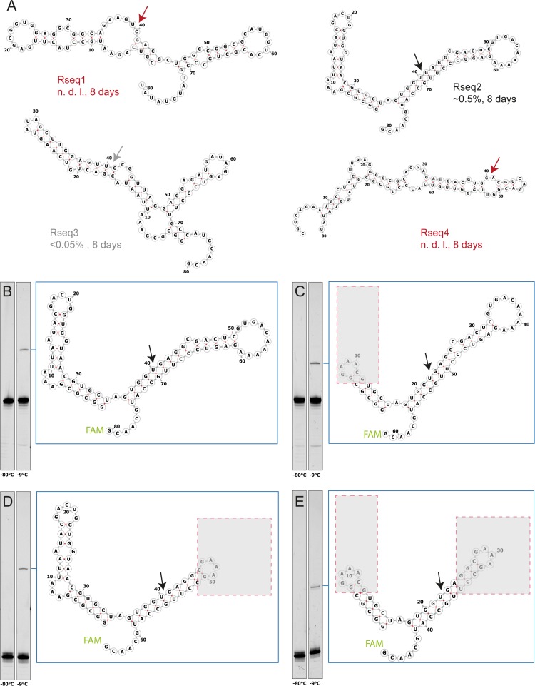 Figure 2—figure supplement 2.