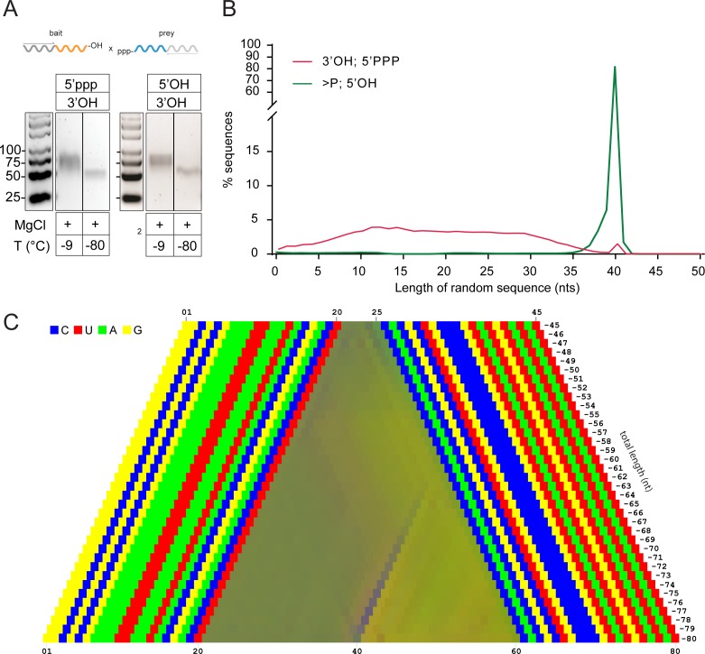 Figure 4—figure supplement 3.