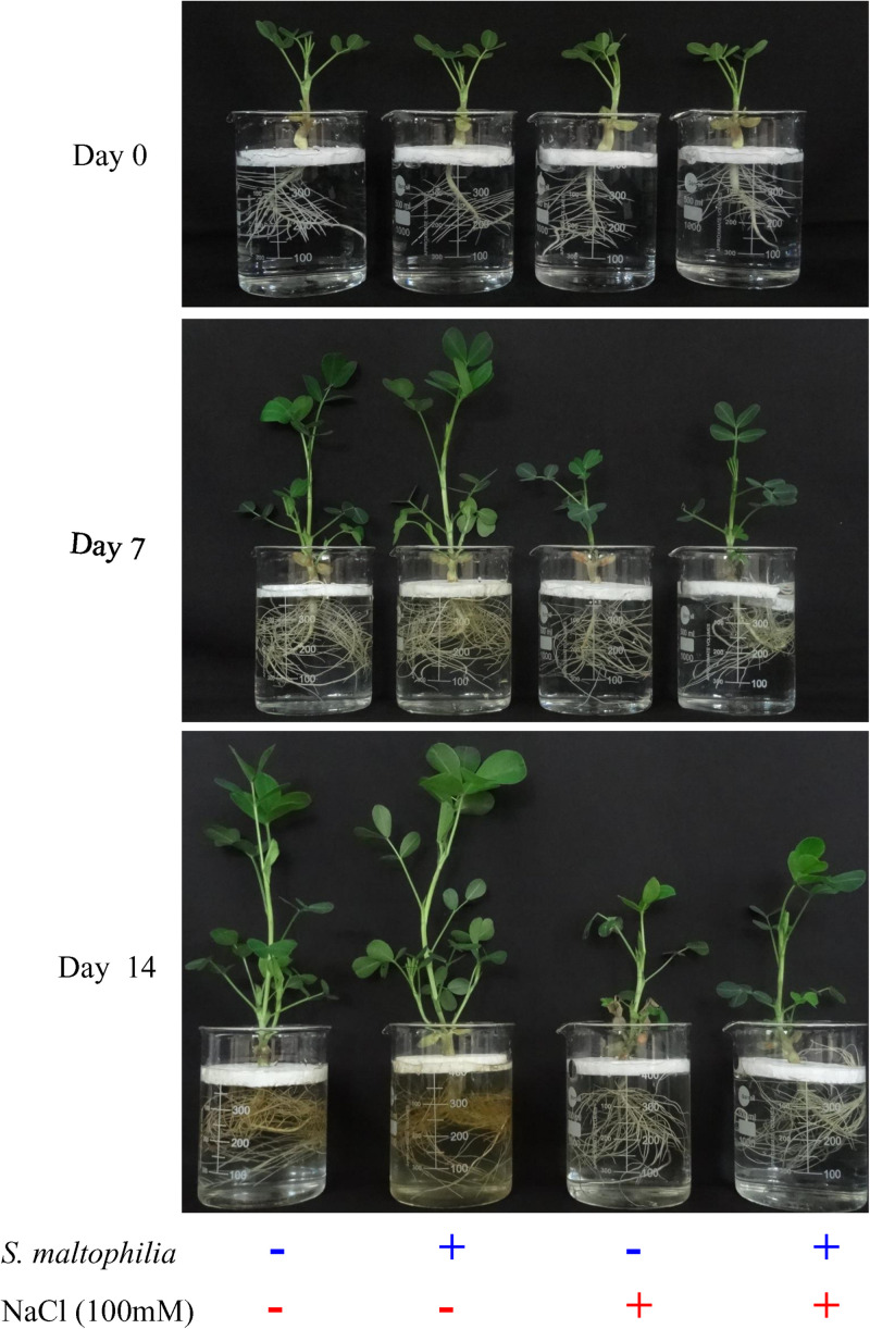 FIGURE 1