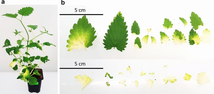 Fig. 2