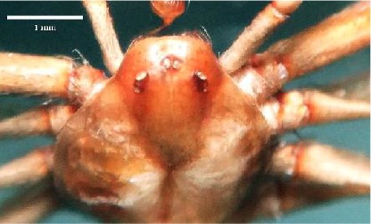 First Record of the Mediterranean Recluse Spider Loxosceles rufescens ...