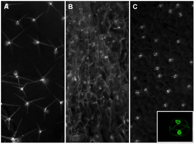 FIGURE 2