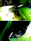 Fig 12