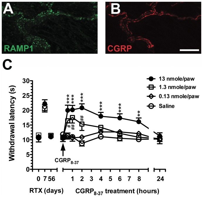 Figure 12