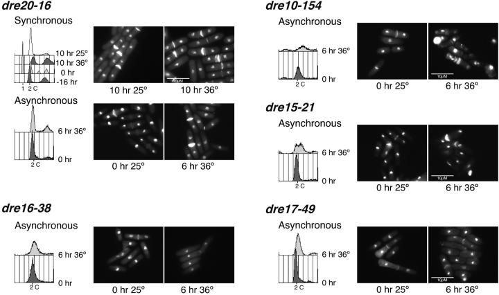 Figure 3.—