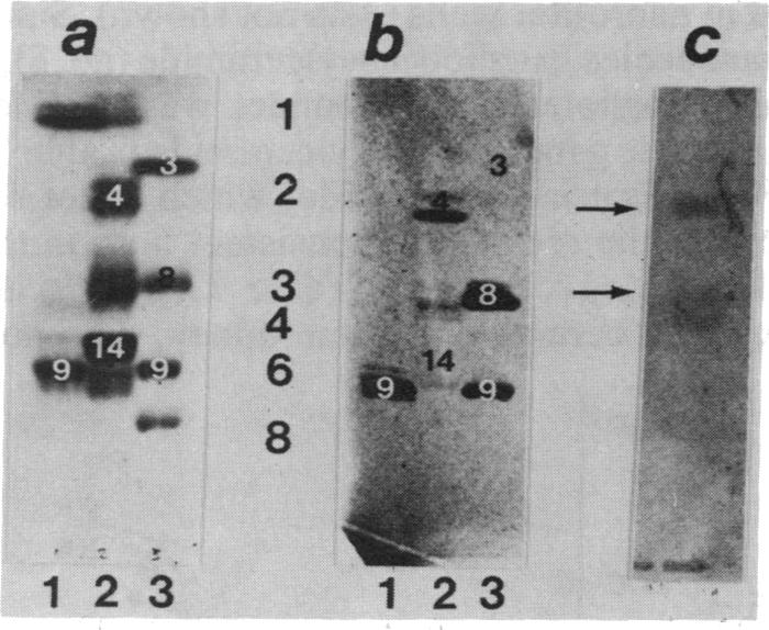 graphic file with name pnas00265-0334-a.jpg