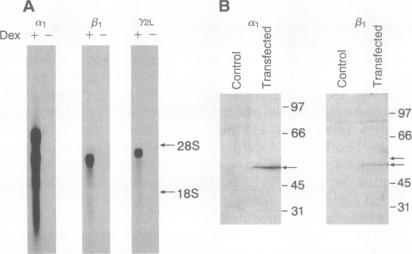 graphic file with name pnas01088-0163-a.jpg