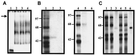 FIG. 5