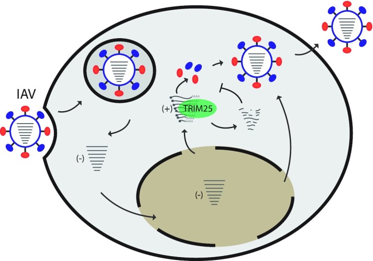 Figure 9.