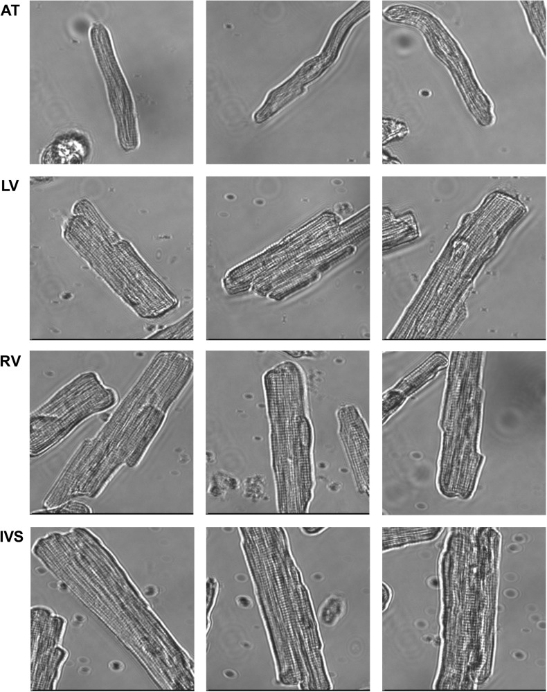 FIGURE 3