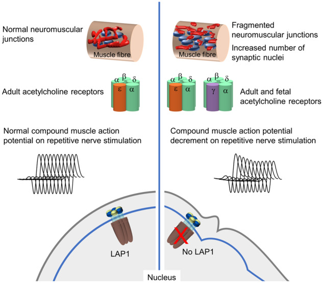 Graphical Abstract