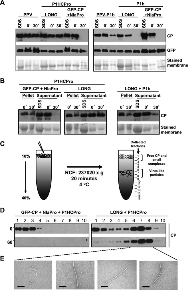 FIG 2