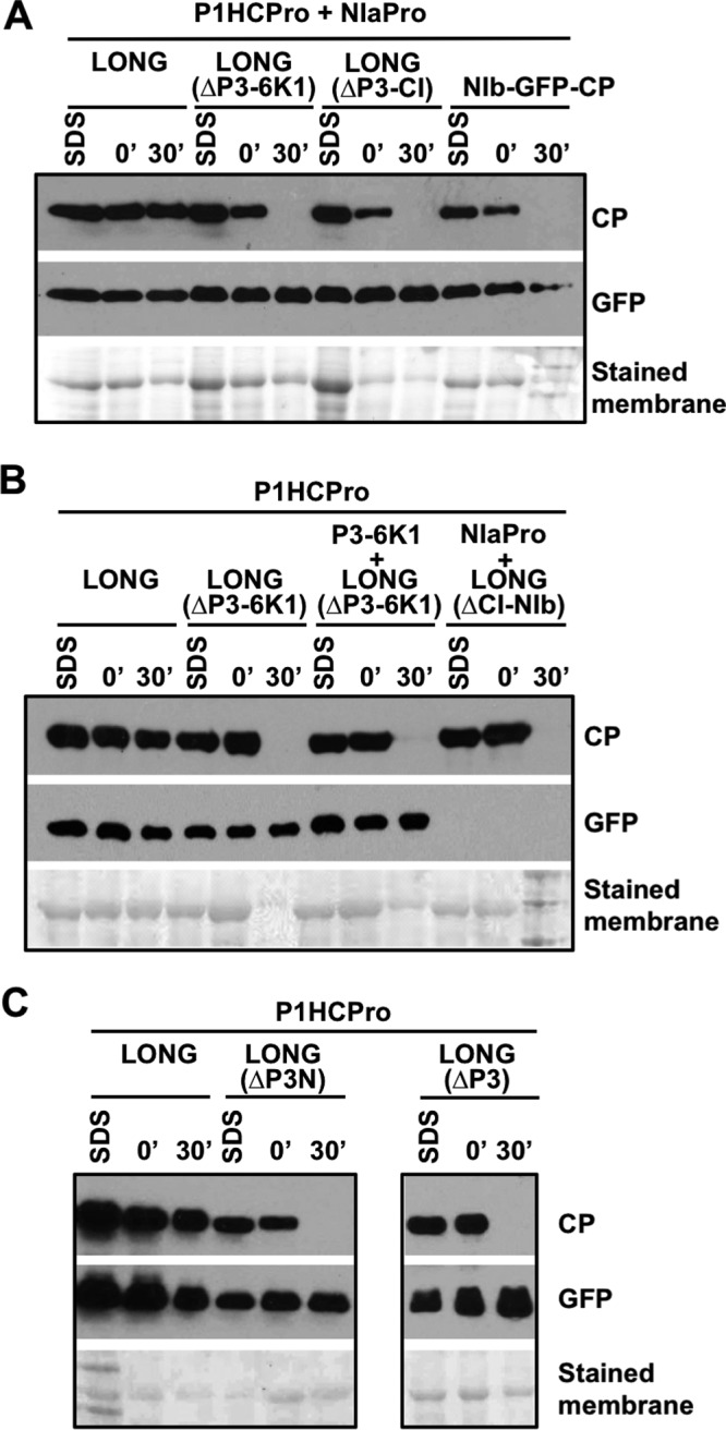 FIG 3